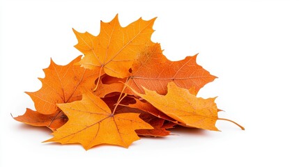Fototapeta premium Glittery Orange Maple Leaves On White Background