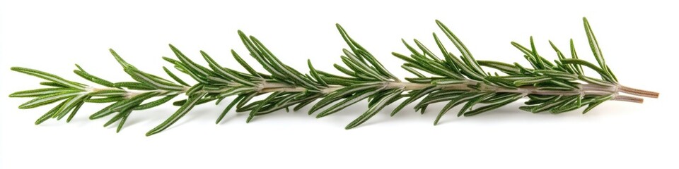 Fototapeta premium A single sprig of rosemary set against a clean white background
