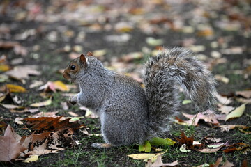 A squirrel in a park in autumn