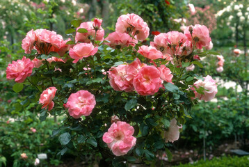 Rose 'Celine Delbard', Rosier