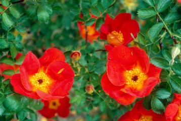 Obraz premium Rose 'Capucine bicolore', Rosier