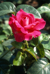 Rose 'Baronne Edmond de Rothschild', Rosier