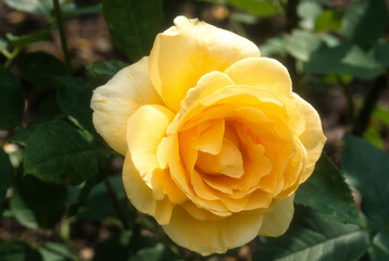 Rose 'Bellissimo', Rosier