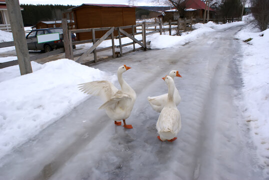 White goose in the village