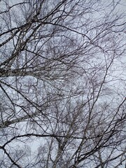 trees in winter