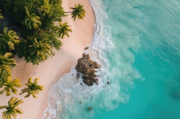 Serene Tropical Beach with Lush Palm Trees from Above