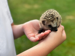 Little hedgehog in children's hands.