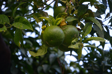 green not yet ripe oranges in the botanical garden in Taormina, Sicily