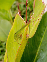 Leafhopper perched on green leaf