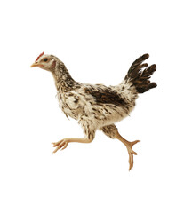 Fototapeta premium A young chicken with a speckled feather pattern, energetically moving forward.