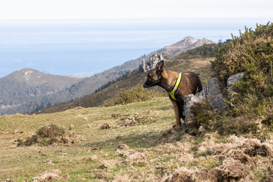 Belgian Malinois shepherd dog pooping in the mountains in the "Sierra del Sueve" with a yellow reflective harness and the sea in the background