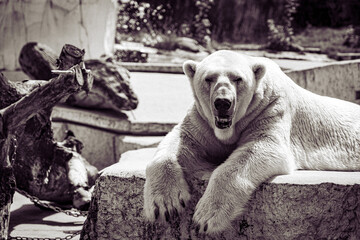 Obraz premium Ein Eisbär im Zoo Karlsruhe, Deutschland in Schwarz und Weiß, welcher lächelnd direkt in die Kamera schaut.