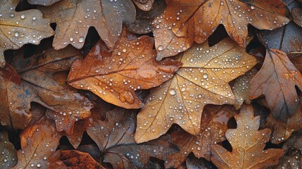 Colorful fallen leaves covered in dew on a rainy day
