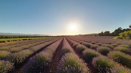 A serene lavender field under a bright sun, showcasing nature's beauty and tranquility.