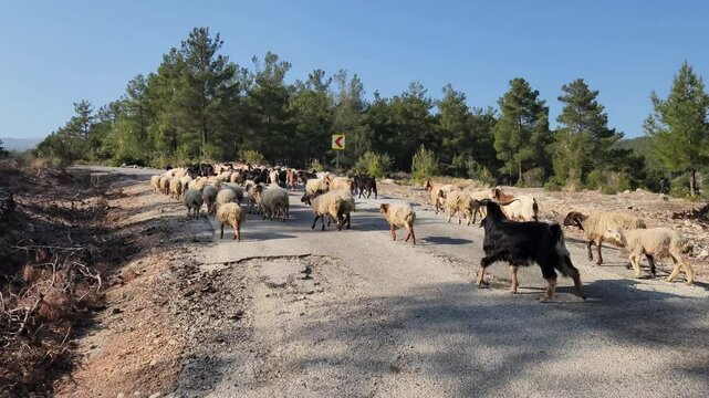 n the Taurus Mountains during winter, a sheep flcok crosses a winding road, their woolly forms creating a picturesque scene against the backdrop of resin-emitting red pine forests and aromatic thyme.