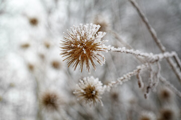 Wildflower, seed head of the Slim Teasel, Dipsacus strigosus, with hoarfrost in winter