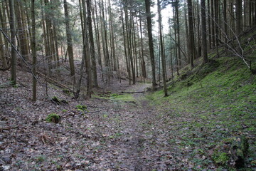 Polish forests, beautiful in their greenery and lush flora.