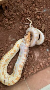 Vertical screen: A massive tiger python swallows its enormous prey, its jaws stretched to the limit. The snake&rsquo;s powerful body contracts as it slowly engulfs the meal, showcasing its incredible flexib