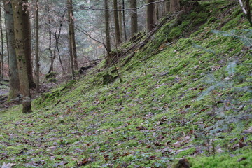 Polish forests, beautiful in their greenery and lush flora.