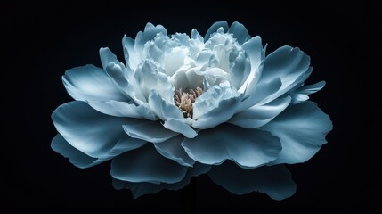 A dramatic close-up of a peony in full bloom with soft lightingphotorealistic portrait,