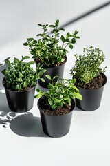 Fototapeta premium A collection of fresh herbs in black plastic pots, ready for planting or growing. The selection includes a variety of plants with different leaves and stems.