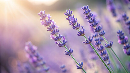 Fototapeta premium Close-up of lavender flowers in sunlight, AI Generation