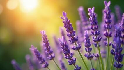 Naklejka premium Golden Hour Lavender Field Delicate purple blossoms bathed in warm sunlight, a tranquil scene of natural beauty and serenity.