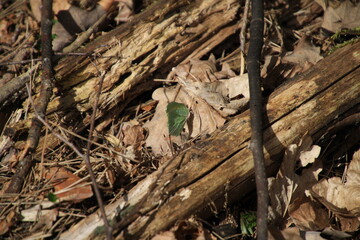 Polish forests, beautiful, lush and rich in fauna and flora. A photo of a butterfly similar in appearance to a leaf.