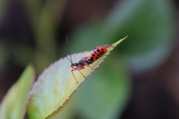 Polish forests, beautiful, lush and rich in fauna and flora. An insect on a leaf.