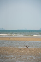 해변을 따라 날아가는 물총새해변을 따라 날아가는 검은머리물떼새