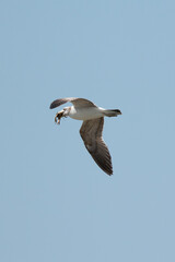 게를 물고 날아가는 갈매기