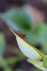Polish forests, beautiful, lush and rich in fauna and flora. An insect on a leaf.