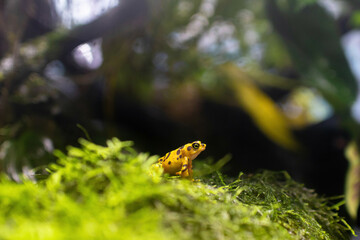 Yellow frog in the amzon forest. Yellow bright frog standing in the wildlife