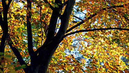 buntes Herbstlaub
