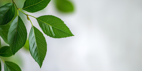 Closeup of Green Leaves with White Dots on Branch, Soft Light, N