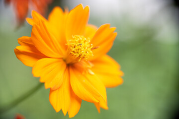 A super macro photo of an orange Cosmos sulphureus from Luzon, Philippines.Blurry green background, stamen in focus