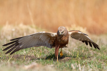 Birds of prey male Marsh harrier Circus aeruginosus, hunting time Poland Europe spring time April