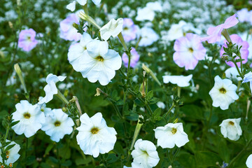 Gardening landscaping.Petunia axillary white tender flower 
