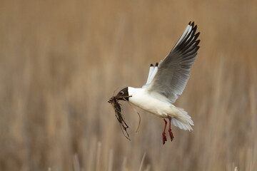 Bird black-headed gull Chroicocephalus ridibundus in flight spring time Poland, Europe warm evening light