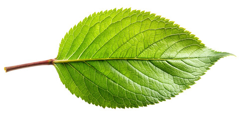 Fototapeta premium green leaf on white background