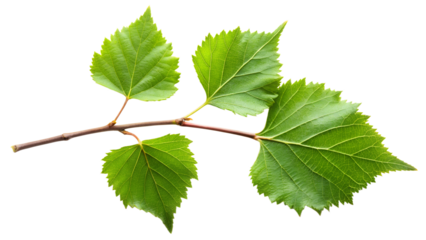 grape leaf isolated on white background