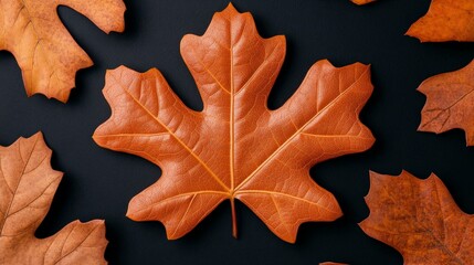 Autumn Maple Leaf on Black: A vibrant, rich orange maple leaf takes center stage against a deep black background, surrounded by smaller, subtly arranged leaves. The image evokes the essence of autumn.