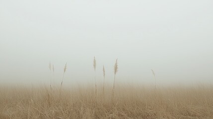 Foggy field, tall grass, autumn, misty landscape, serene nature scene