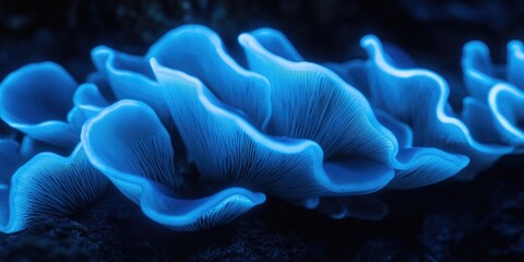Close-up of blue mushrooms