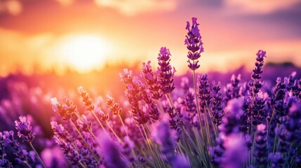 Fototapeta premium Serene Lavender Field Under the Vibrant Sunset Sky with Soft Sunlight and Colorful Clouds in the Background
