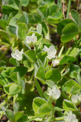 Delicate white flowers of a self-fertilizing Subterranean clover Trifolium subterraneum amidst lush green clover.
