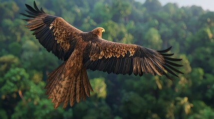 Majestic Eagle In Flight Over Lush Green Forest Landscape