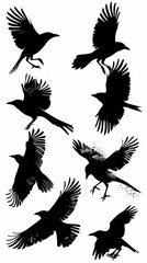 Obraz premium Silhouettes of crows in flight on a white background, creating a dynamic and mystical mood. Suitable for book covers, posters, backgrounds for websites and graphic designs,