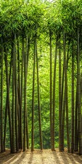Obraz premium A tranquil bamboo forest showcasing vibrant green foliage and tall, slender bamboo stalks reaching toward the sunlight, creating a serene and peaceful atmosphere.