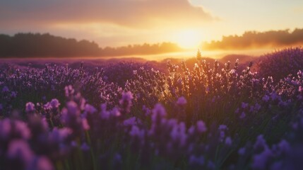 Naklejka premium Sunrise Over Lavender Fields with Beautiful Purple Blooms and Soft Light Illuminating Scenic Landscape